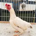 دجاج نوادر ومميز سندي وكوشامو وياباني