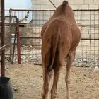 للبيع بكرة بلدي سمينة فل مشروطة مكة الحساني