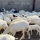 رفيديات للبيع