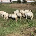 معزا وضأن