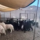 بهم معزا وضأن