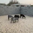 تيوس ذبايح