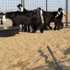 املج
