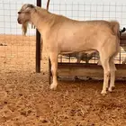 تيس ابرص السن جامع