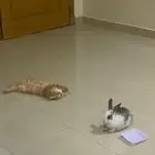 أرنب صغير منقذ بحي الفيصلية