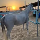 حصان شعبي