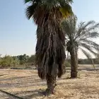 نخل واشنطوني
