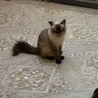 قطة منزلية للتبني