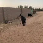 للبيع تيس عارضي ثني