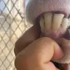 نعجة رفيديه متوم للبيع