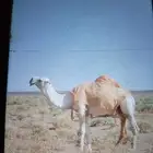 للبيع فحل رماني ..
