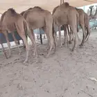 قعدان حشو مفاريد و تيوس صوماليه بمزرعة جده