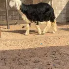رخل طيبه