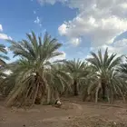 نخل للبيع عجوز