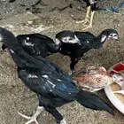 فروخ سندي