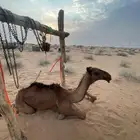حاشي ماياقف مدري وش مشكلته للبيع