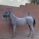 فرس مع مهره شعبيه