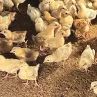 صوص بلدي سلالة طيبة