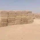 حائل