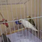 طير روز وطيور الحب