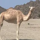 ناقه حايل