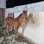مهر شعبي