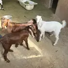 تيوس وجفار 3 شهور طيبه