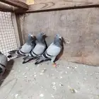 حمام زاجل للبيع