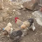 دجاج براهما