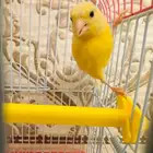 انثى كناري ليموني سوري