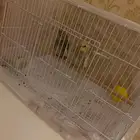 عصافير شبه اليفه للبيع مع القفص