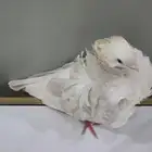 جوز كشكي ليموني 2022