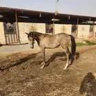 مهرة واهو التسمية حق للمشتري