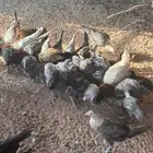دجاج فيومي مع ثلاث ديكة
