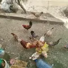 دجاج للبيع العدد تقريبا 20 الديوك 4 والباقي دجاج