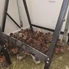 صوص فيومي شباببي