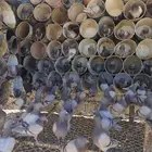 حمام فرنسي سلفر