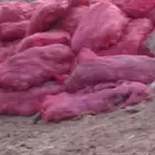 علف بطاطس بريده