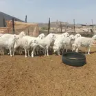 رخال جبره مقنى