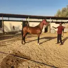 حصان جزيري عبيان