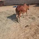 البقره
