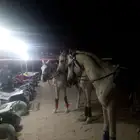 خيول
