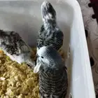 فروخ بدجي
