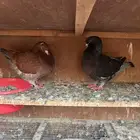 جوز كنق