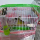كناري