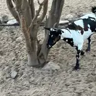 عنز حايل