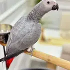 كاسيكو اليف جدا