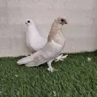 برلين