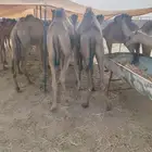 قعدان حشو مفاريد للبيع تفريد وجمله