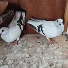 جوز حمام شامي بوز